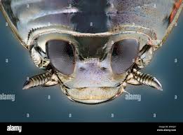 Attēlu rezultāti vaicājumam “Gyrinidae”