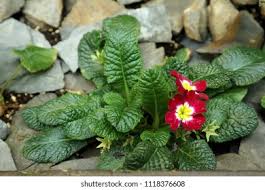 Attēlu rezultāti vaicājumam “Primula x polyantha flower”