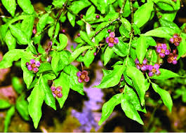 Attēlu rezultāti vaicājumam “Euonymus verrucosus”