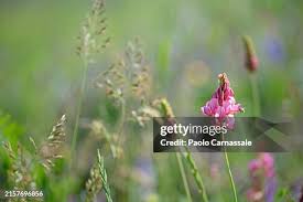 Image result for Onobrychis viciifolia