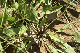 Attēlu rezultāti vaicājumam “Alisma lanceolatum”