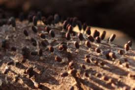 Attēlu rezultāti vaicājumam “Diachea sp.”