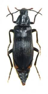 Attēlu rezultāti vaicājumam “Melandrya dubia”