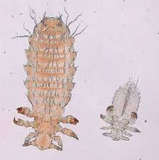 Attēlu rezultāti vaicājumam “Licea pusilla macro”