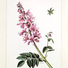 Image result for Diptam