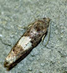 Attēlu rezultāti vaicājumam “Epinotia trigonella”