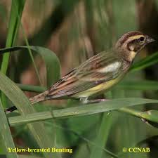 Image result for Emberiza aureola