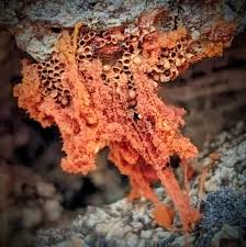 Attēlu rezultāti vaicājumam “Metatrichia sp.”