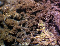 Attēlu rezultāti vaicājumam “Badhamia lilacina sessile”