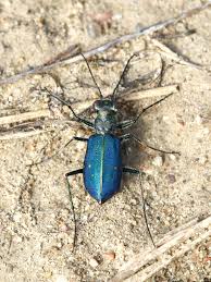 Attēlu rezultāti vaicājumam “Phaedon cochleariae”