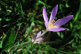 Attēlu rezultāti vaicājumam “Colchicaceae”