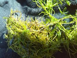 Attēlu rezultāti vaicājumam “Chara globularis”