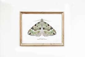 Attēlu rezultāti vaicājumam “Colostygia pectinataria female”