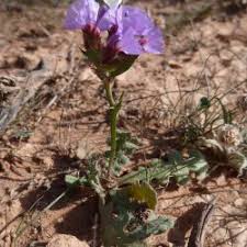 Attēlu rezultāti vaicājumam “Plumbaginaceae”