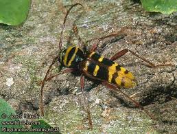 Attēlu rezultāti vaicājumam “Plagionotus detritus”