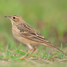 Image result for Anthus godlewskii