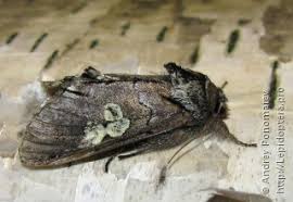 Attēlu rezultāti vaicājumam “Diloba caeruleocephala larva”