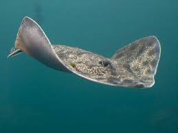 Image result for Raja clavata