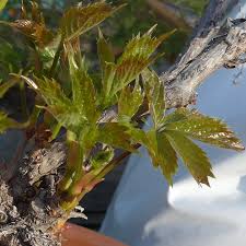 Image result for parthenocissus bonsai