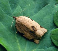Attēlu rezultāti vaicājumam “Lozotaenia forsterana”