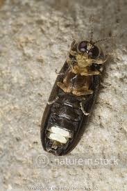 Attēlu rezultāti vaicājumam “Lampyris noctiluca”