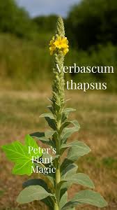 Attēlu rezultāti vaicājumam “Verbascum thapsus”