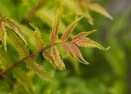 Attēlu rezultāti vaicājumam “Sorbaria sorbifolia fruit”