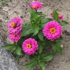 Image result for Zinnia violacea