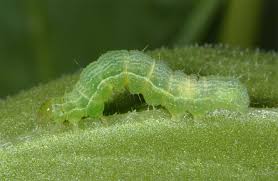 Attēlu rezultāti vaicājumam “Autographa gamma”