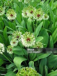 Attēlu rezultāti vaicājumam “Allium ursinum flower”