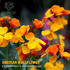 Image result for Cheiranthus cheiri