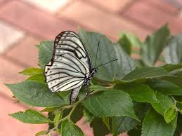 Attēlu rezultāti vaicājumam “Vacciniina optilete underside”