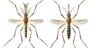 Attēlu rezultāti vaicājumam “Culex pipiens female”