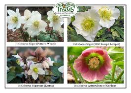 Attēlu rezultāti vaicājumam “Helleborus niger flower”