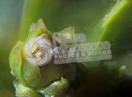 Attēlu rezultāti vaicājumam “Juniperus communis female flower”