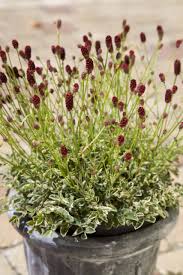 Image result for Sanguisorba officinalis