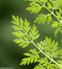 Attēlu rezultāti vaicājumam “Selinum carvifolia fruit”