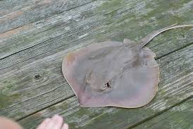 Image result for Hypanus sabinus