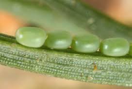 Attēlu rezultāti vaicājumam “Bupalus piniaria male”