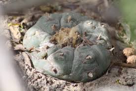 Attēlu rezultāti vaicājumam “Lophozia excisa”