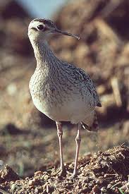 Image result for Numenius minutus