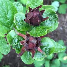Attēlu rezultāti vaicājumam “Calycanthus floridus”