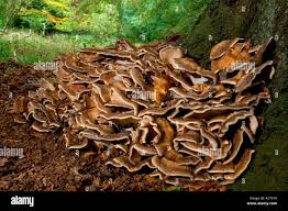 Attēlu rezultāti vaicājumam “Grifola frondosa”