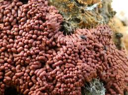 Attēlu rezultāti vaicājumam “Arcyria stipata”