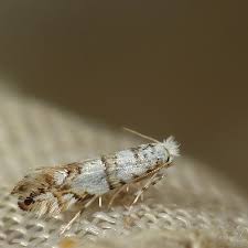 Attēlu rezultāti vaicājumam “Phyllonorycter platanoidella”