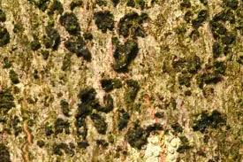 Attēlu rezultāti vaicājumam “Arthonia vinosa”