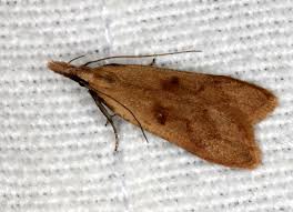 Attēlu rezultāti vaicājumam “Gelechia jakovlevi”