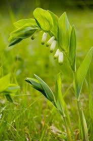 Attēlu rezultāti vaicājumam “Polygonatum odoratum flower”