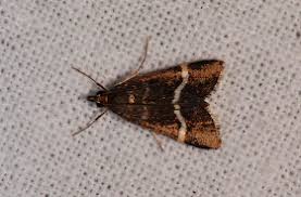 Attēlu rezultāti vaicājumam “Pyrausta cingulata”