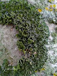 Attēlu rezultāti vaicājumam “Pleurosticta acetabulum”